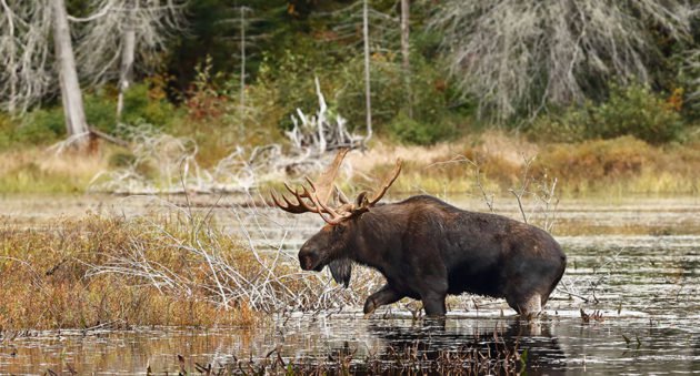 Big Game Hunting In Canada