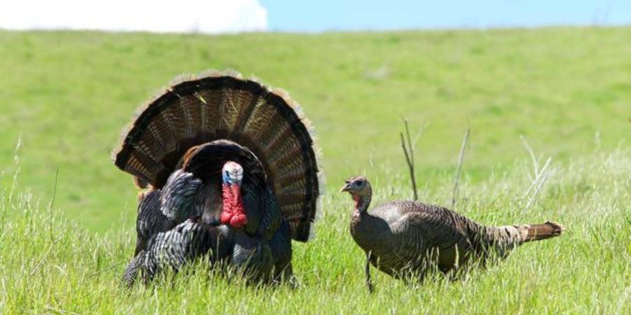 What is Turkey Drumming?