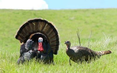 What is Turkey Drumming?