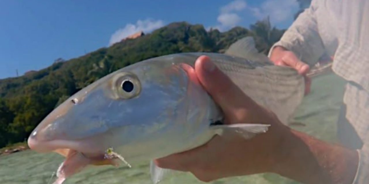 What Species Can You Catch Fishing in the Caribbean?