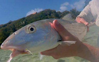 What Species Can You Catch Fishing in the Caribbean?