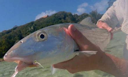 What Species Can You Catch Fishing in the Caribbean?