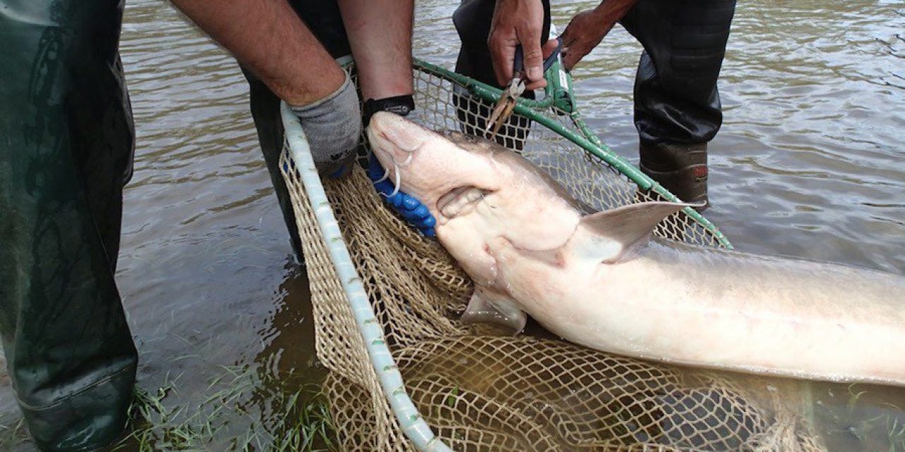 10 Biggest Fish Caught in Michigan [PICS]