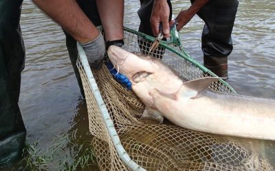 10 Biggest Fish Caught in Michigan [PICS]