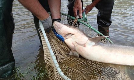 10 Biggest Fish Caught in Michigan [PICS]