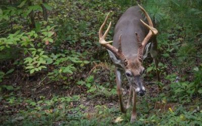 Are Blue Laws Hurting Hunting Retention and Participation?