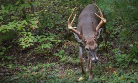 Are Blue Laws Hurting Hunting Retention and Participation?