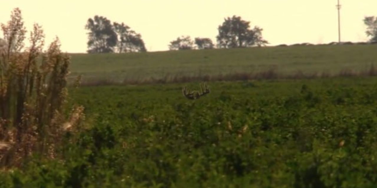 Bowhunter Wounds Stud Whitetail Buck, Will He Make the Most of a Second Opportunity?