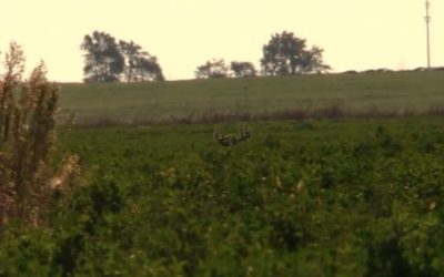 Bowhunter Wounds Stud Whitetail Buck, Will He Make the Most of a Second Opportunity?