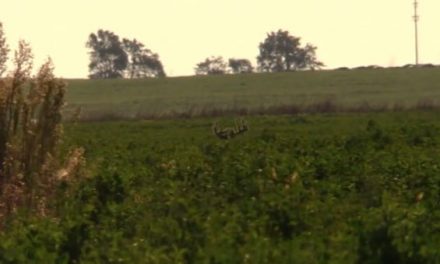 Bowhunter Wounds Stud Whitetail Buck, Will He Make the Most of a Second Opportunity?