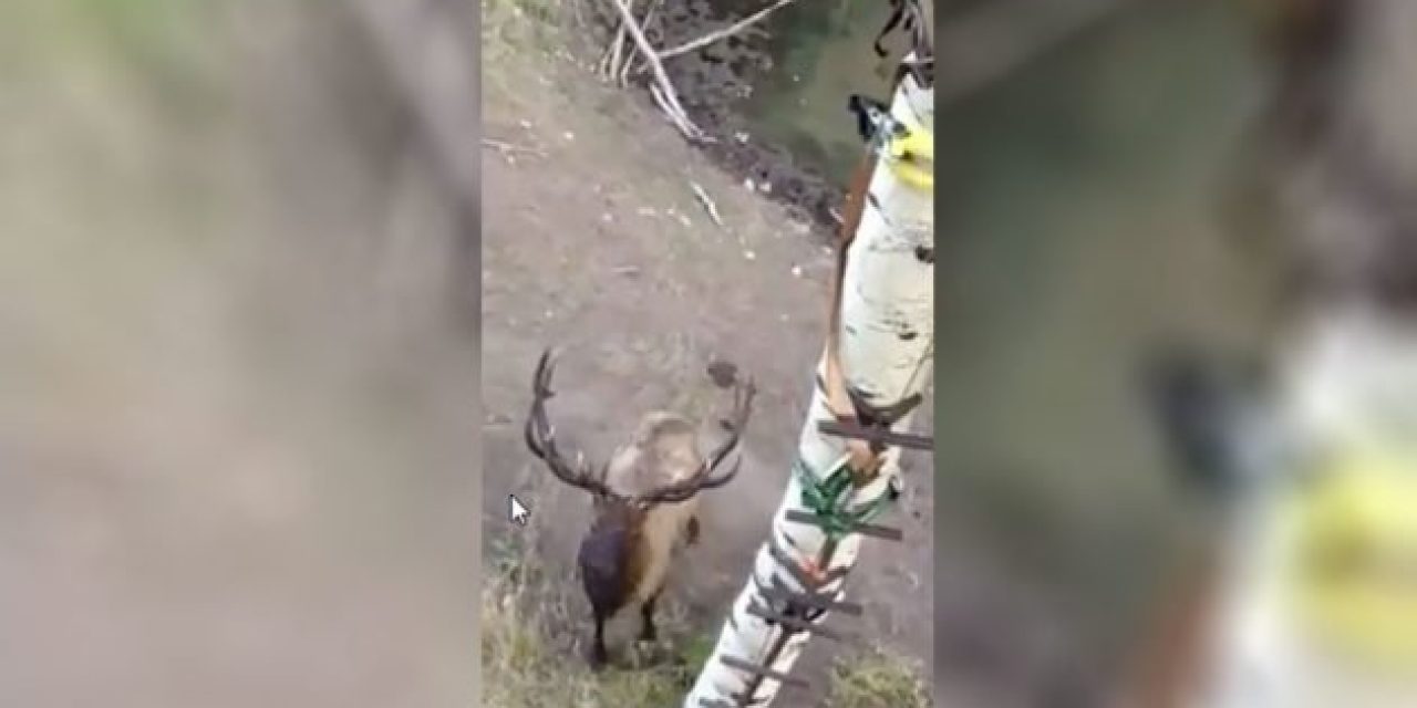 Bull Elk Challenges Hunter to Come Down and Square Up