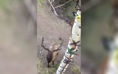 Bull Elk Challenges Hunter to Come Down and Square Up