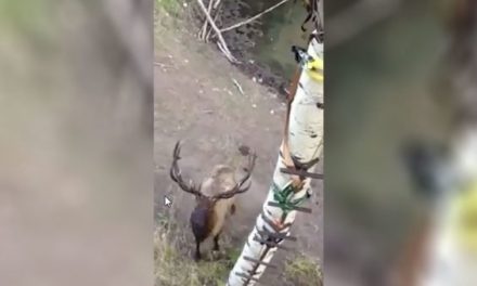 Bull Elk Challenges Hunter to Come Down and Square Up