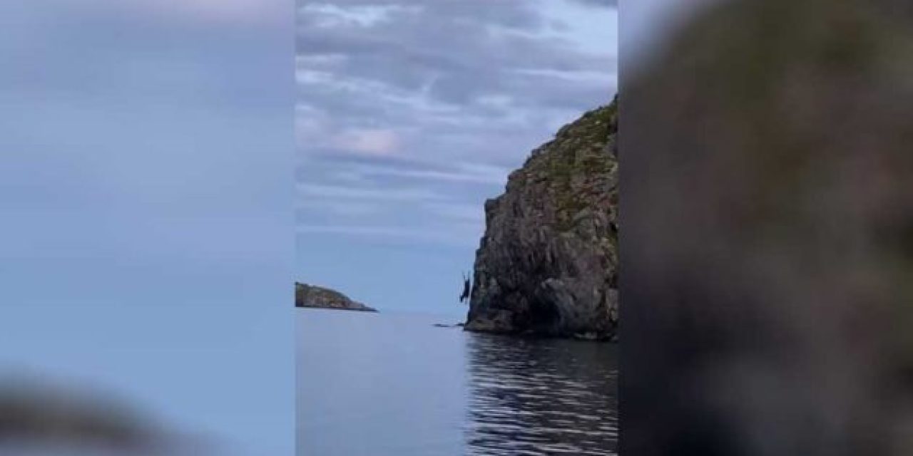 Canadian Bull Moose Cliff Dives Before Amazed Onlookers