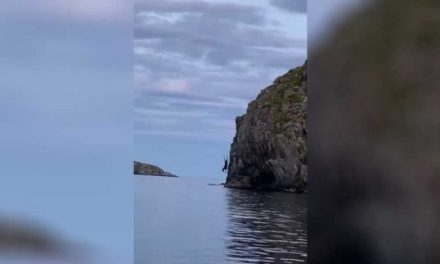 Canadian Bull Moose Cliff Dives Before Amazed Onlookers