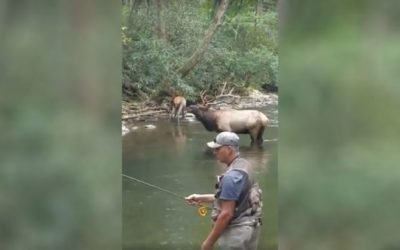 Fly Fisherman Gets Front-Row Seat to Elk Bugle