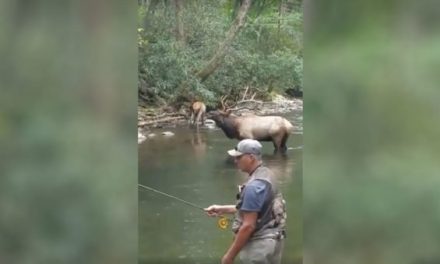 Fly Fisherman Gets Front-Row Seat to Elk Bugle