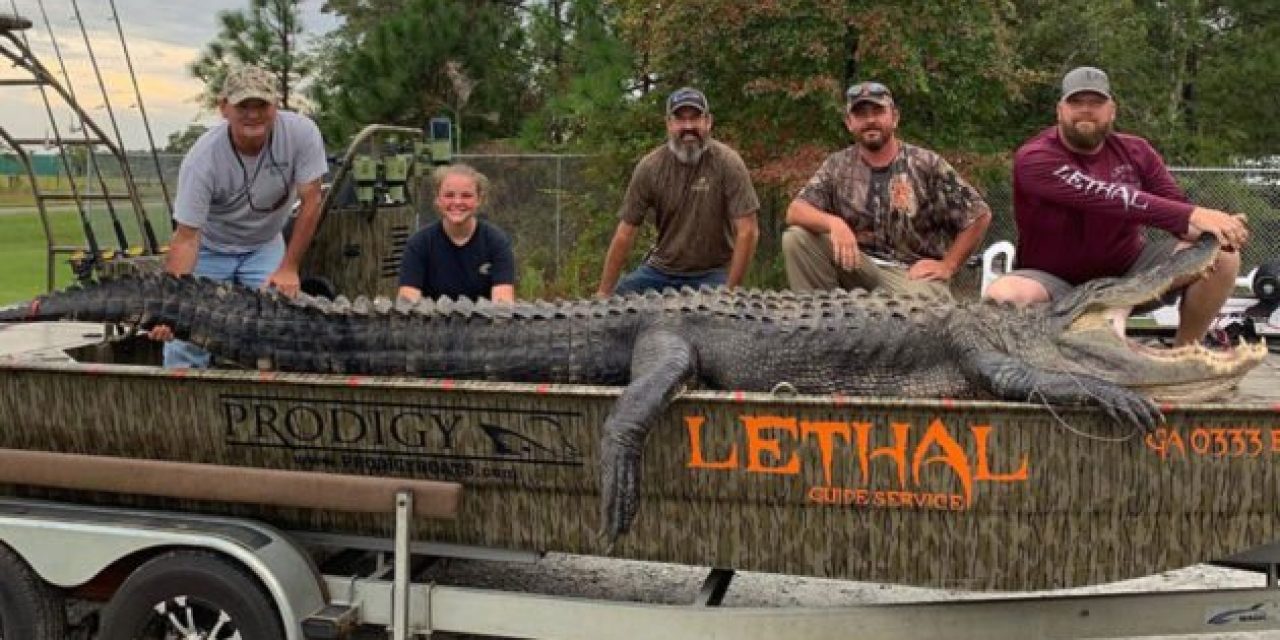 Georgia Father and Daughter Land 14-Foot Alligator, Break State Record