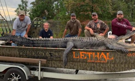 Georgia Father and Daughter Land 14-Foot Alligator, Break State Record