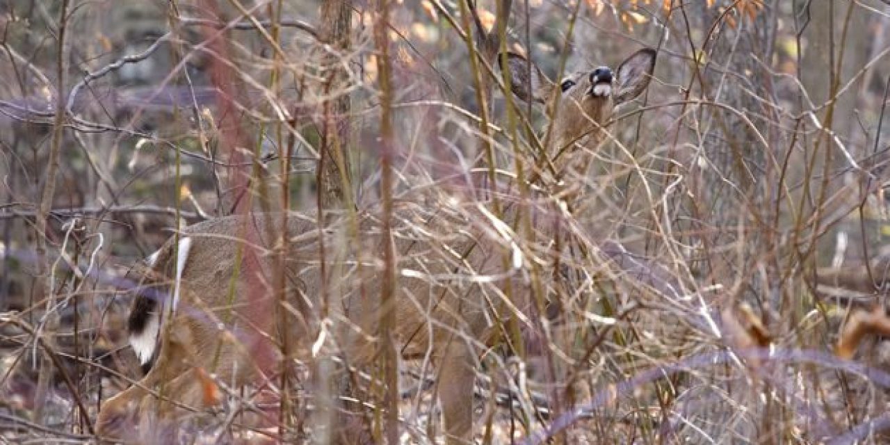 Hunting Myth Buster: Does Smoking While Deer Hunting Really Matter?