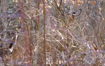 Hunting Myth Buster: Does Smoking While Deer Hunting Really Matter?