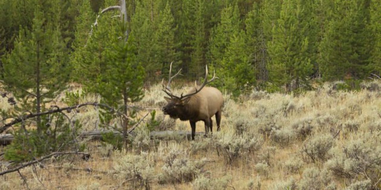 Idaho Eyeing Nonresident Hunting Tag Caps, Higher Fees