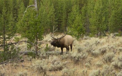 Idaho Eyeing Nonresident Hunting Tag Caps, Higher Fees
