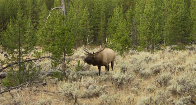 idaho nonresident hunting