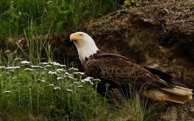 Last Frame: Eagle Eye