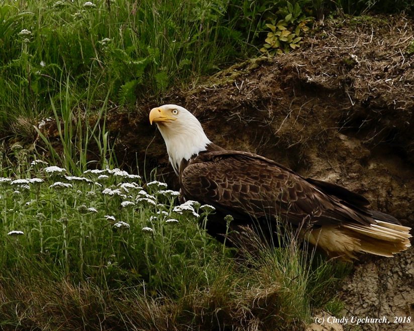 Last Frame: Eagle Eye