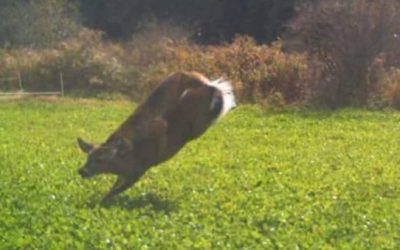 Look at This Once-in-a-Lifetime Trail Camera Photo of a Wild Cat Attacking a Deer