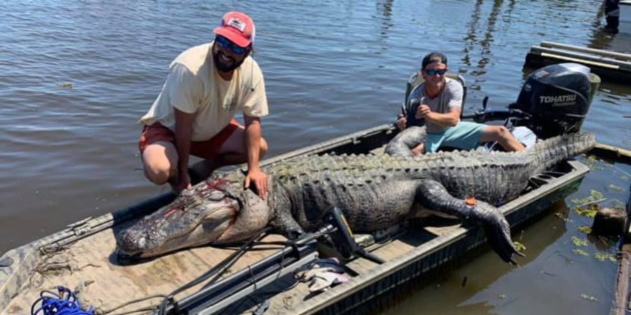 Mississippi Duo Harvests Massive Near-Record Alligator