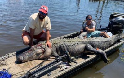 Mississippi Duo Harvests Massive Near-Record Alligator