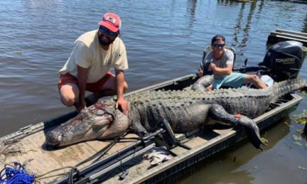 Mississippi Duo Harvests Massive Near-Record Alligator