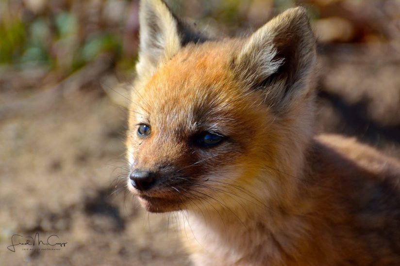 Today’s Photo Of The Day is “Fox Gazing” by Fred McCagg. Location: East Nassau, New York.