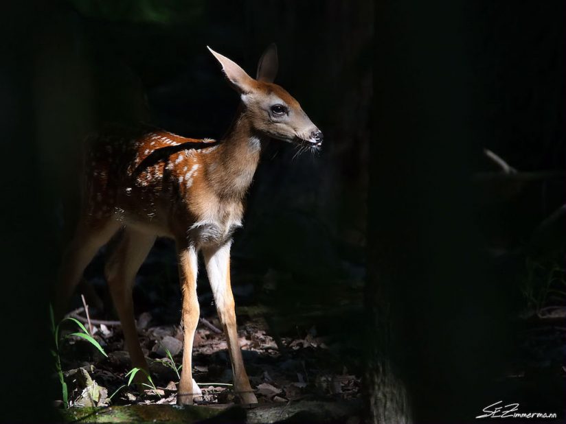 Today’s Photo Of The Day is “Fawn in the Woods” by Scott Zimmermann. Location: Maumee Bay State Park, Ohio. 