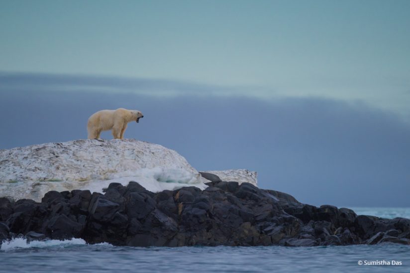 Today’s Photo Of The Day is “A Yawn” by Sumistha Das.