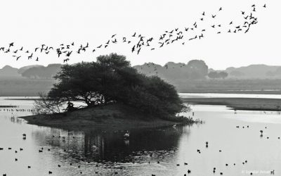 Photo Of The Day By Sundar Amartur