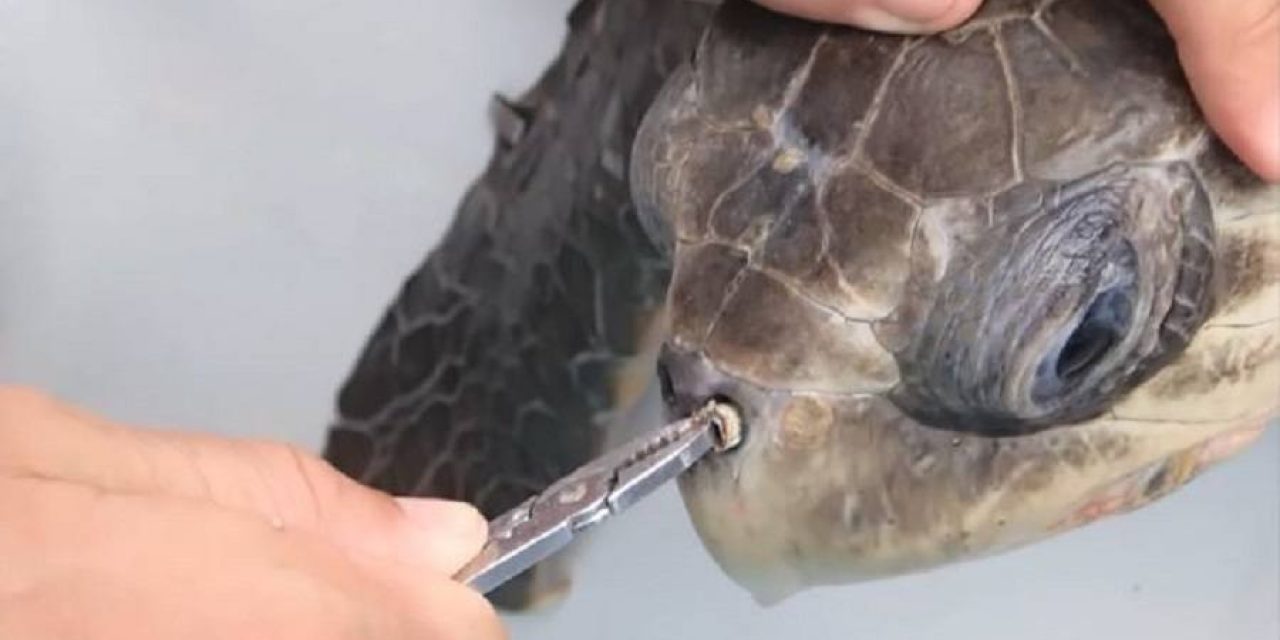 Researcher Removes Plastic Straw Lodged in Turtle’s Nose