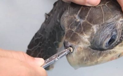 Researcher Removes Plastic Straw Lodged in Turtle’s Nose