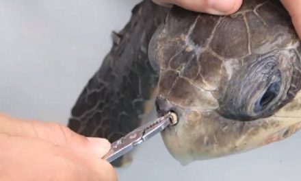 Researcher Removes Plastic Straw Lodged in Turtle’s Nose
