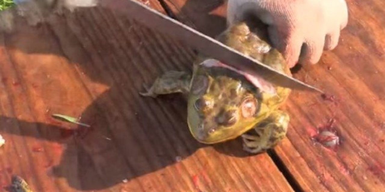 The Easy Way to Clean Frogs for the Dinner Table