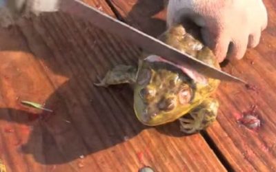 The Easy Way to Clean Frogs for the Dinner Table