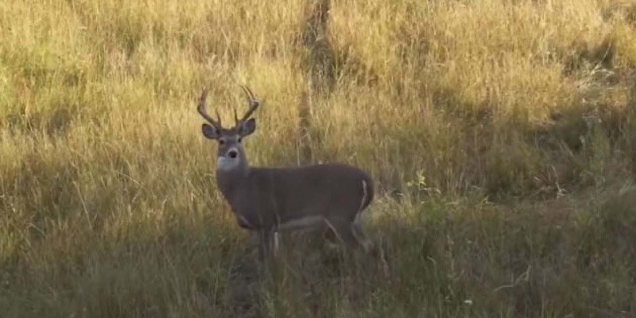 This Video Will Make Every Bowhunter Uncontrollably Anxious for Archery Season