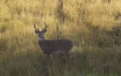 This Video Will Make Every Bowhunter Uncontrollably Anxious for Archery Season