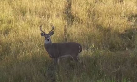 This Video Will Make Every Bowhunter Uncontrollably Anxious for Archery Season