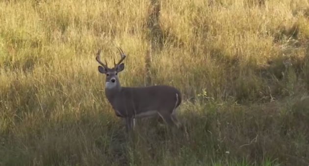 bowhunting