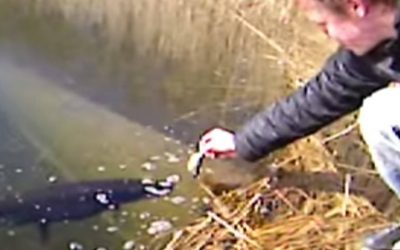 Who Goes Handfishing for Pike? Seriously?