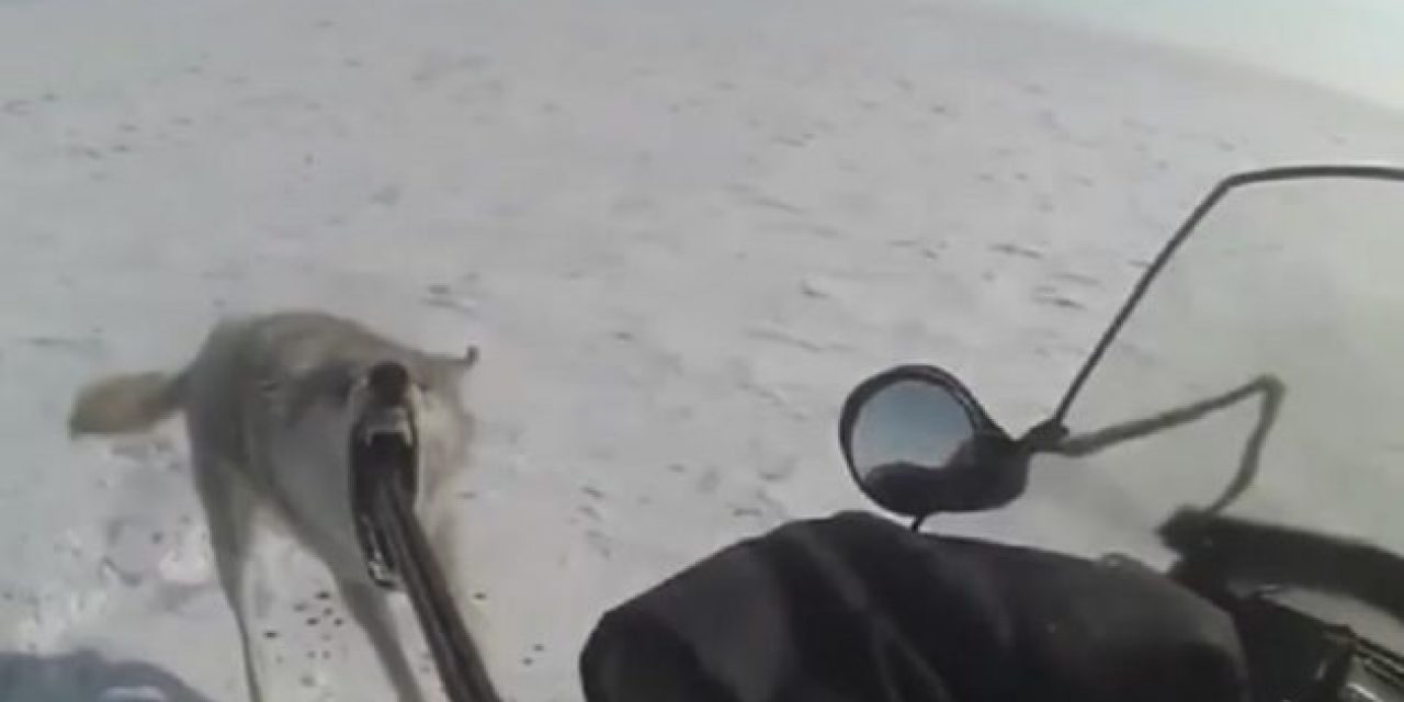 Wolf Turns on Snowmobiler After Being Shot