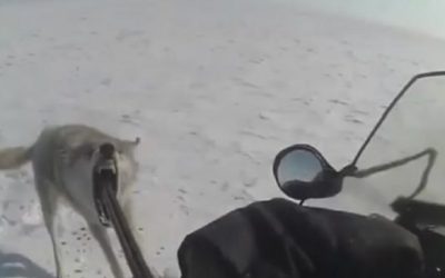 Wolf Turns on Snowmobiler After Being Shot